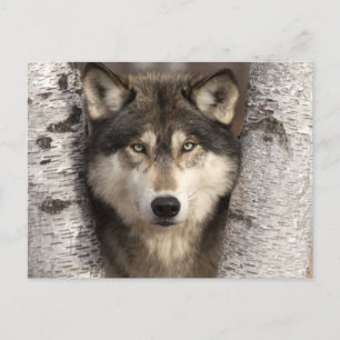 Timber wolf van Jim Zuckerman Briefkaart