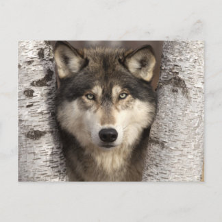 Timber wolf van Jim Zuckerman Briefkaart