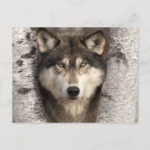 Timber wolf van Jim Zuckerman Briefkaart (Voorkant)