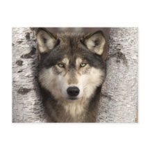 Timber wolf van Jim Zuckerman