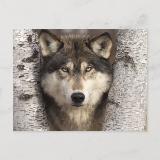 Timber wolf van Jim Zuckerman Briefkaart (Voorkant)