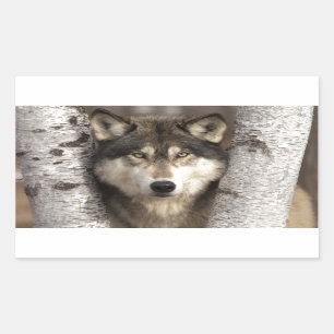 Timber wolf van Jim Zuckerman Rechthoekige Sticker