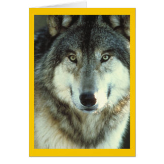 Timber Wolf van Junglewalk.com