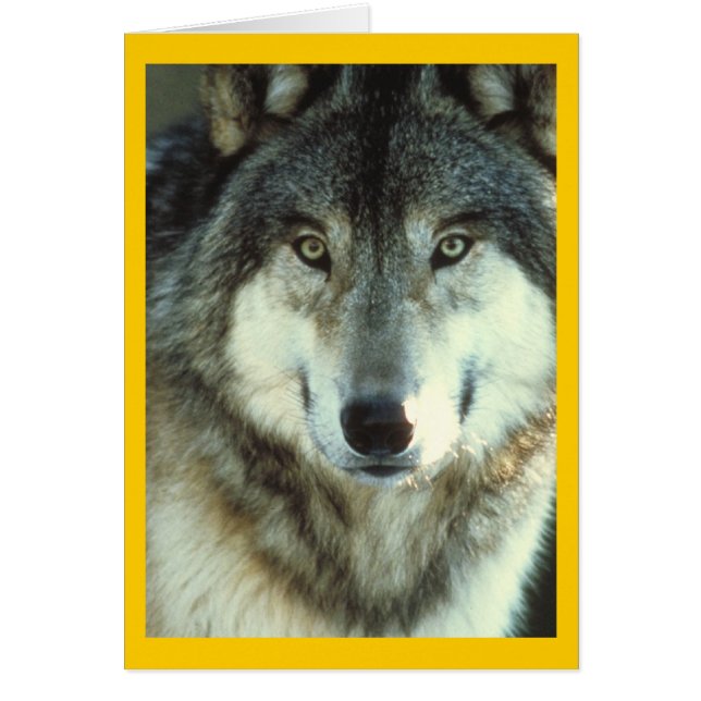 Timber Wolf van Junglewalk.com (Voorkant)