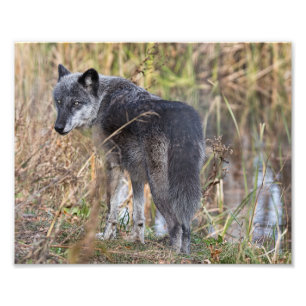 Timber Wolf, vast door water Foto Afdruk