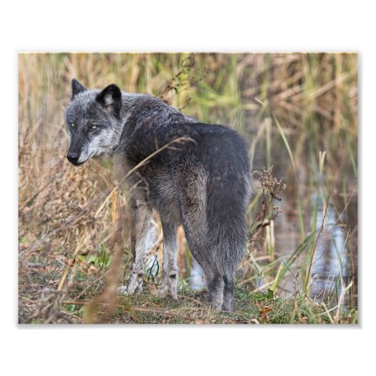Timber Wolf, vast door water Foto Afdruk (Voorkant)