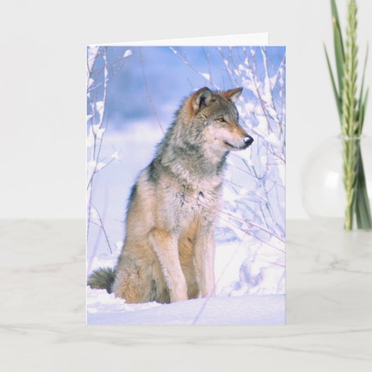 Timber Wolf-vergadering in sneeuw Feestdagen Kaart (Voorkant)