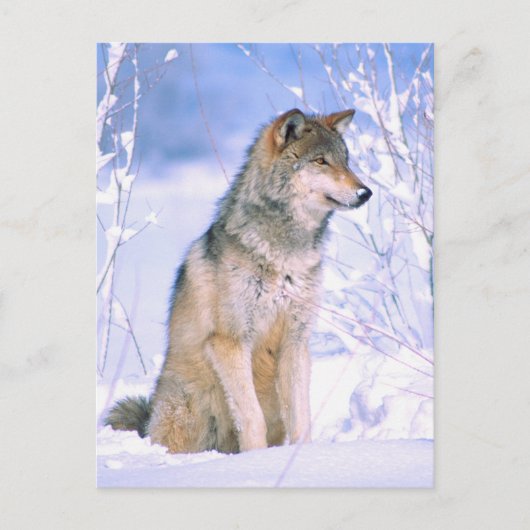 Timber Wolf-vergadering in sneeuw Feestdagenkaart (Voorkant)