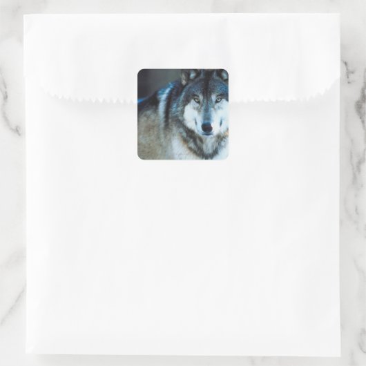 Timber wolf vierkante sticker (Tas)