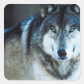 Timber wolf vierkante sticker (Voorkant)