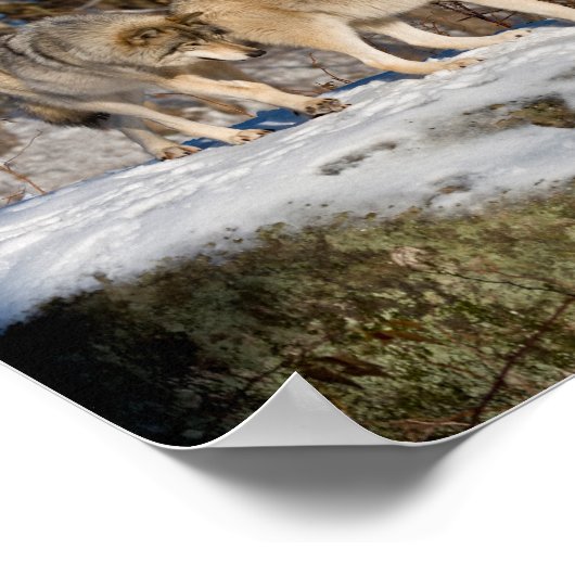 Timber Wolves Poster (Hoek)