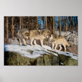 Timber Wolves Poster (Voorkant)