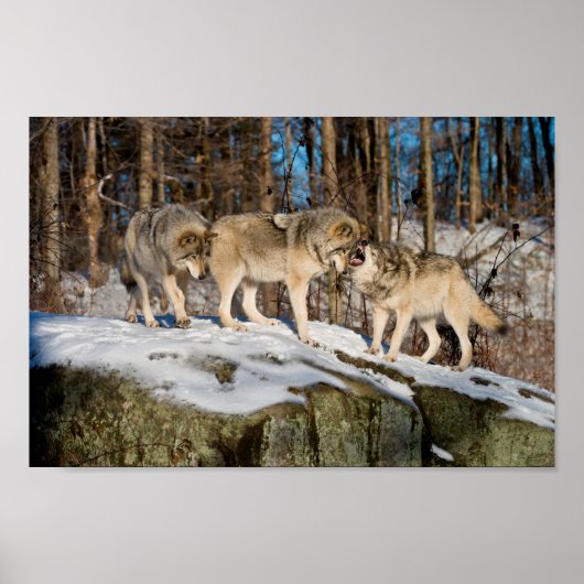 Timber Wolves Poster (Voorkant)