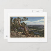 Timberline op de Mammoth Crest Briefkaart (Voorkant / Achterkant)