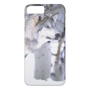 Timberwolf, Canis lupus, Film dier Utah) Case-Mate iPhone Case