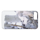 Timberwolf, Canis lupus, Film dier Utah) Case-Mate iPhone Case (Achterkant (Horizontaal))
