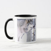 Timberwolf, Canis lupus, Film Dier Utah) Mok (Links)