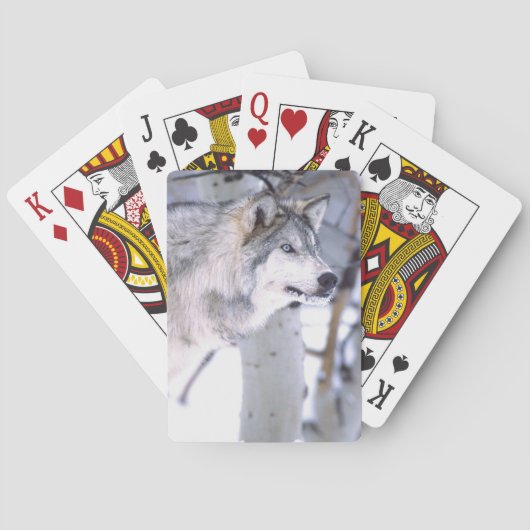 Timberwolf, Canis lupus, Film Dier Utah) Speelkaarten (Achterkant)