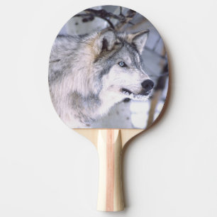 Timberwolf, Canis lupus, Film Dier Utah) Tafeltennisbatje