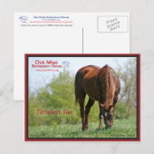 Timeless Sue Briefkaart (Voorkant / Achterkant)