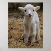 Timmy the Lamb Poster (Voorkant)