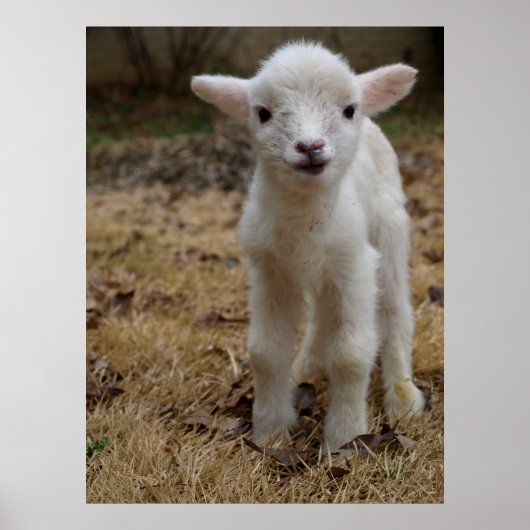 Timmy the Lamb Poster (Voorkant)