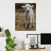 Timmy the Lamb Poster (Thuiskantoor)