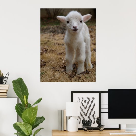 Timmy the Lamb Poster (Thuiskantoor)