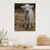 Timmy the Lamb Poster (Keuken)