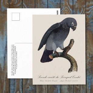 Timneh-grijze roodstaartpapegaai, Psittacus Timneh Briefkaart
