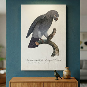 Timneh-grijze roodstaartpapegaai, Psittacus Timneh Canvas Afdruk