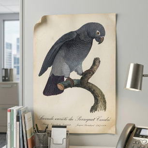 Timneh-grijze roodstaartpapegaai, Psittacus Timneh Poster