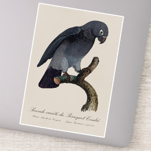 Timneh-grijze roodstaartpapegaai, Psittacus Timneh Sticker