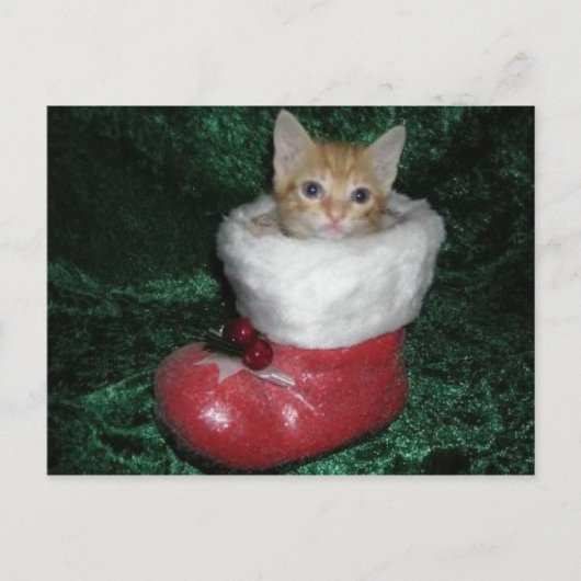 Timon Postcard Briefkaart (Voorkant)