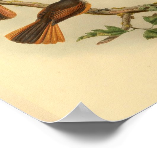 Timor Laut Fantail Flycatcher Bird  Print (Hoek)