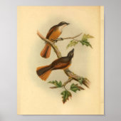 Timor Laut Fantail Flycatcher Bird  Print (Voorkant)