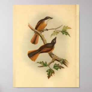 Timor Laut Fantail Flycatcher Bird  Print