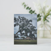 Timucua-dorp en eeuwenoude eik briefkaart (Staand voorkant)