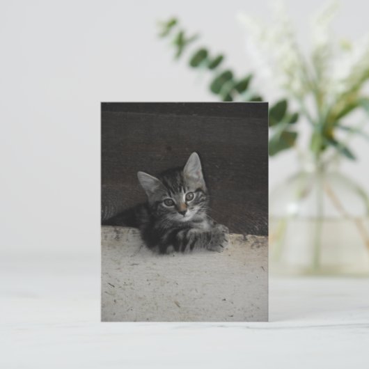 Tinker Kitten Briefkaart (Staand voorkant)