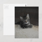 Tinker Kitten Briefkaart (Voorkant / Achterkant)