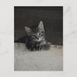 Tinker Kitten Briefkaart