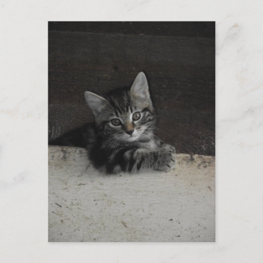 Tinker Kitten Briefkaart (Voorkant)