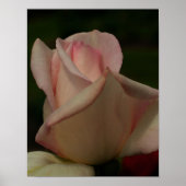 Tinted Rosebud Flower Poster (Voorkant)