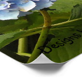 Tinten van Blauwe Hortensia's Poster (Hoek)