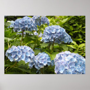 Tinten van Blauwe Hortensia's Poster