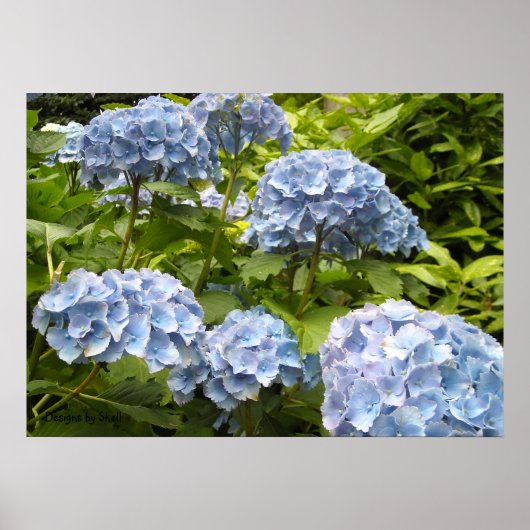 Tinten van Blauwe Hortensia's Poster (Voorkant)