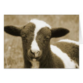 Tiny (Voorkant Horizontaal)