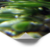 Tiny Alpine Tundra Flowers Poster (Hoek)