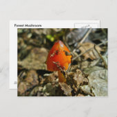 Tiny Amberina Cone Pet Paddestoel Briefkaart (Voorkant / Achterkant)