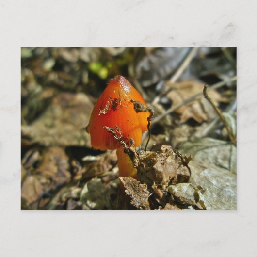 Tiny Amberina Cone Pet Paddestoel Briefkaart (Voorkant)